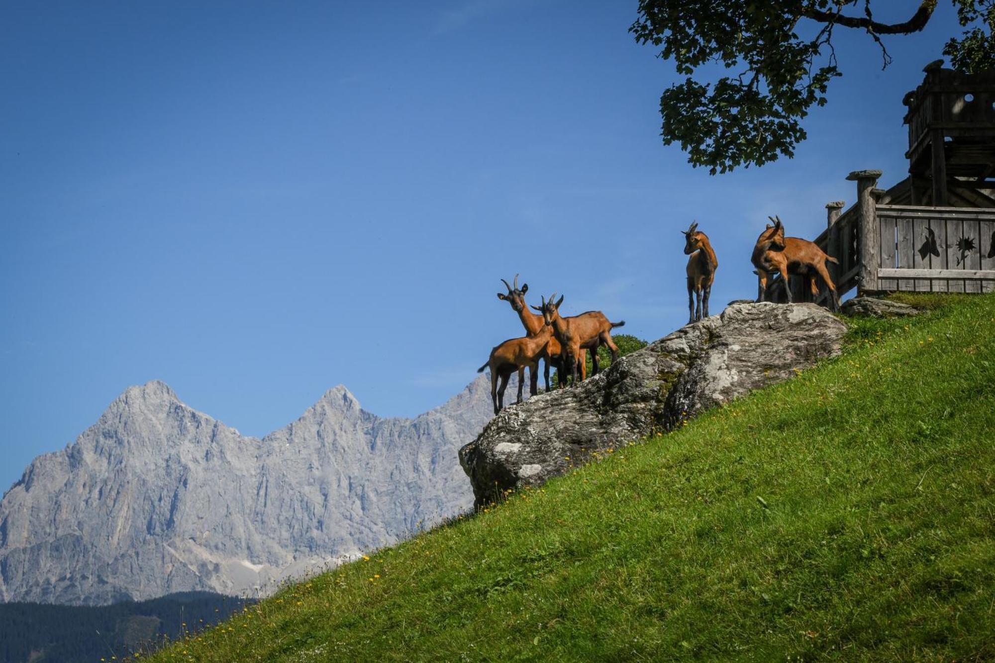Strickhof Villa Schladming Eksteriør billede